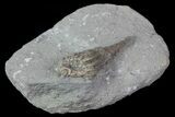 Bargain, Macrocrinus Crinoid Fossil - Crawfordsville, Indiana #68500-2